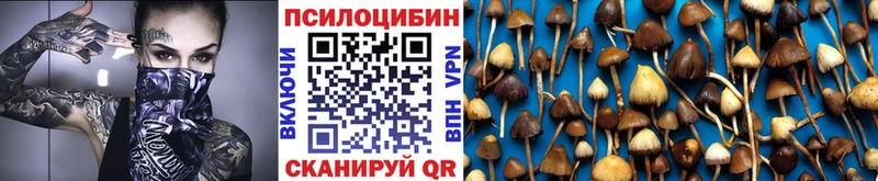 OMG маркетплейс  Перевоз  Псилоцибиновые грибы Psilocybine cubensis 